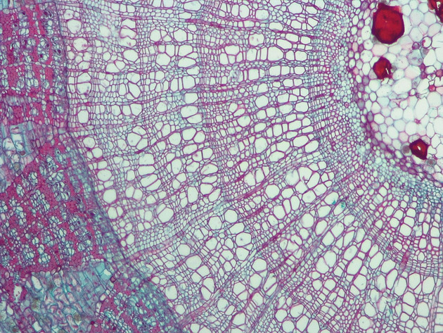 Tilia Stem CS Slides - Tilia Stem CS 01 200X
